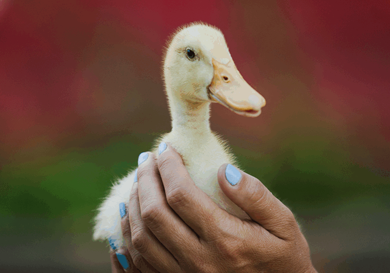 Duckling at Animal Oasis