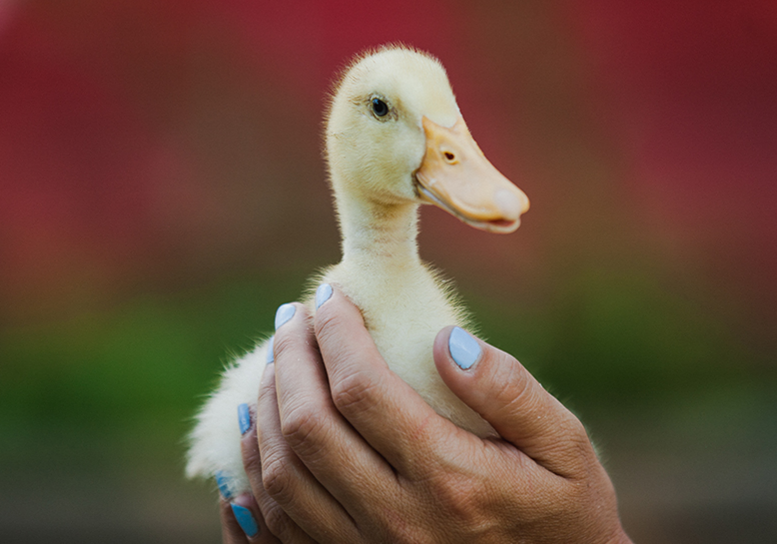 Duckling at Animal Oasis