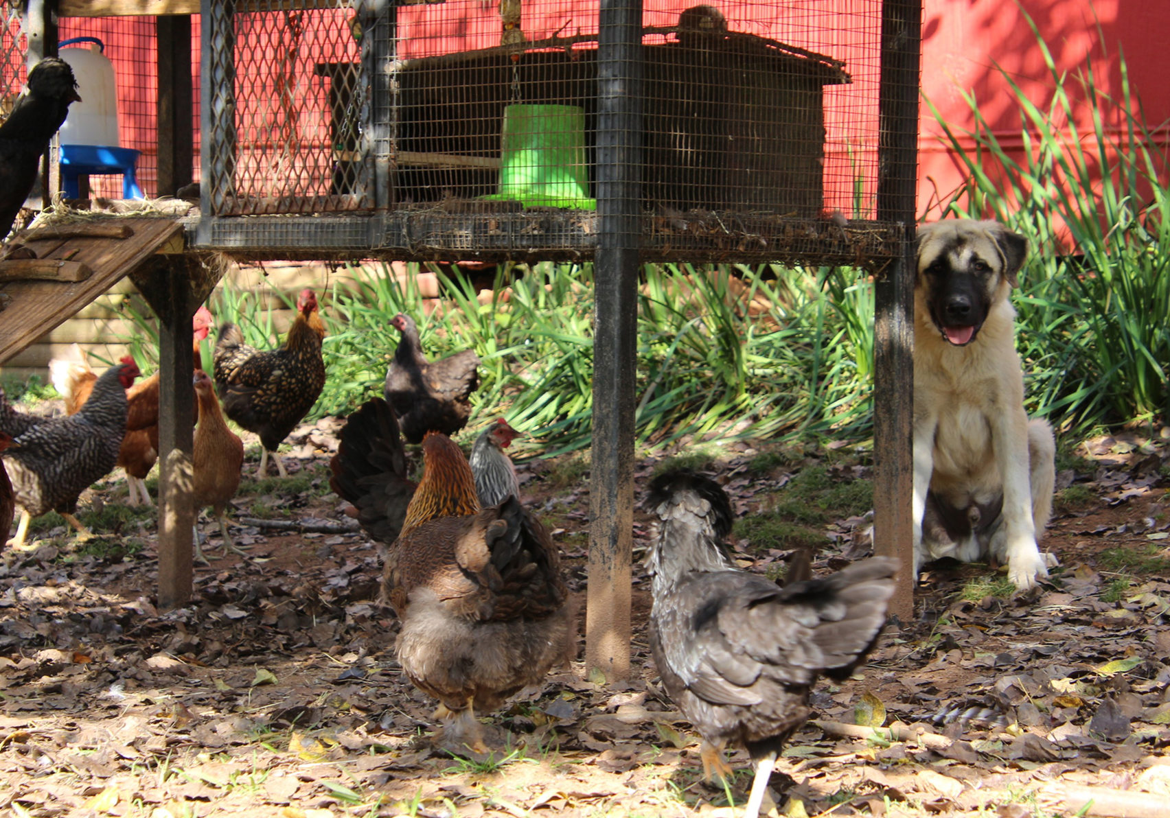 Chickens around a chicken coop