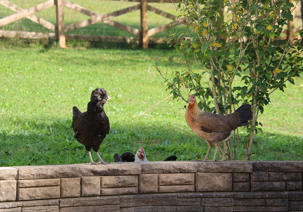 Various breeds of chickens