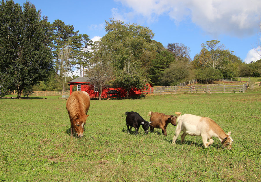 Mini-horse and goats grazing in pasture