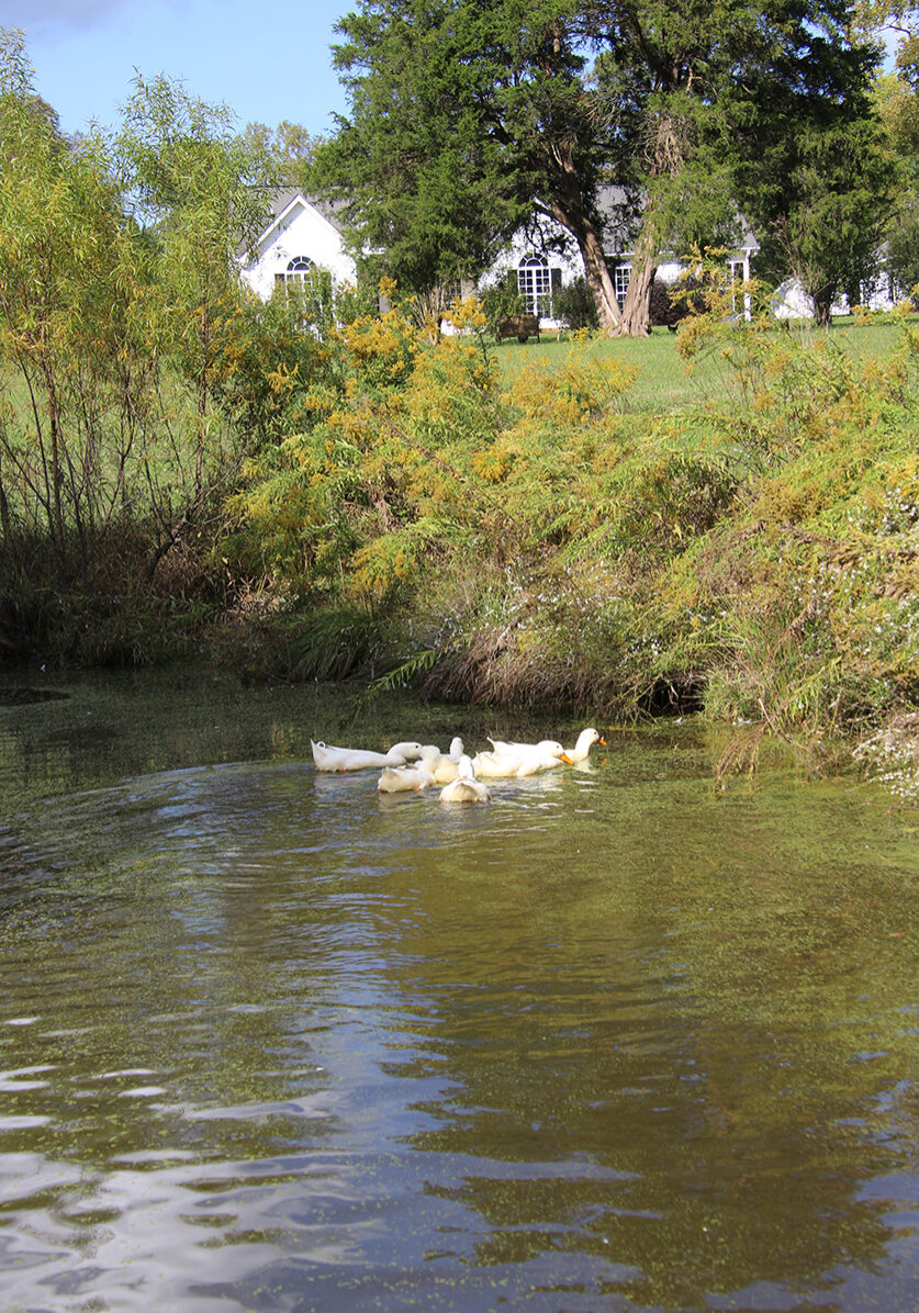 Duck family on the water