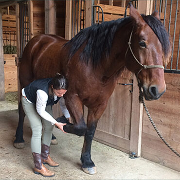 Animal Chiropractic Adjustments