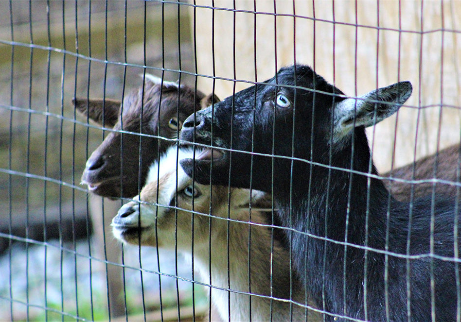 Goats getting attention through fence