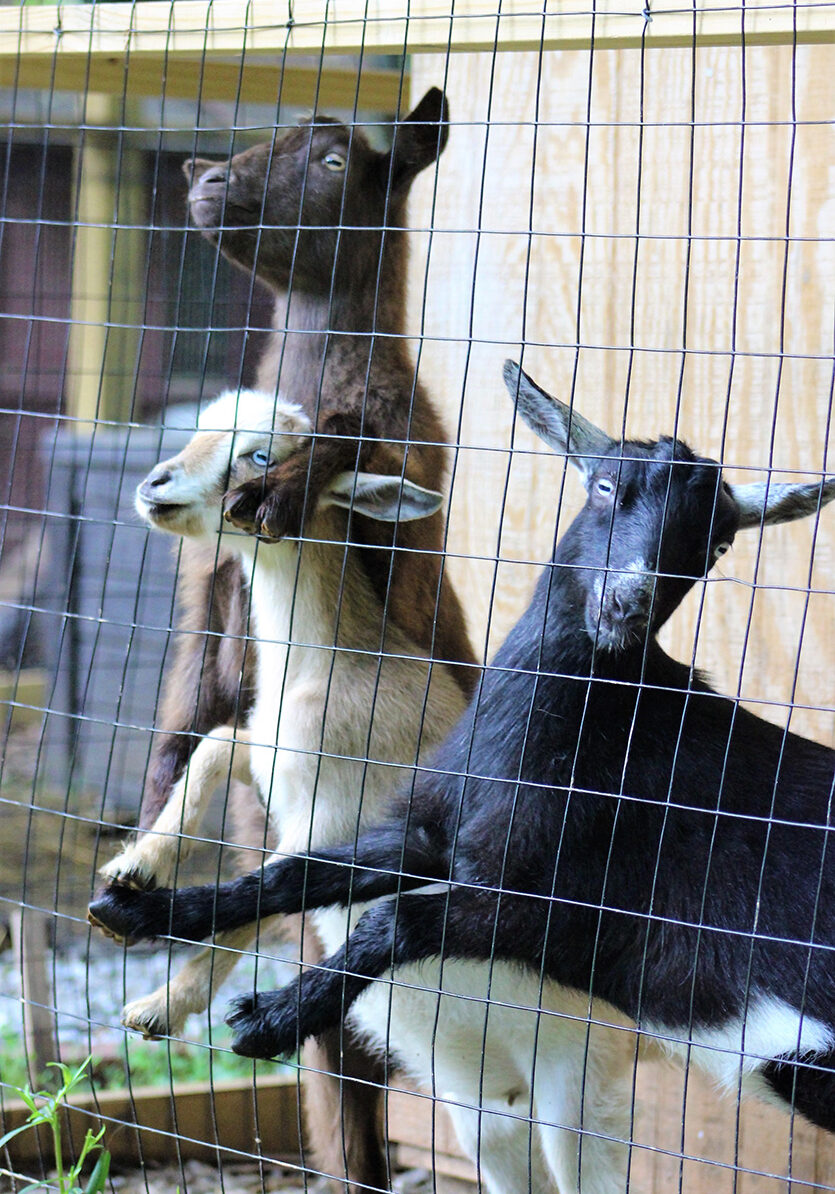 Goats standing against fence