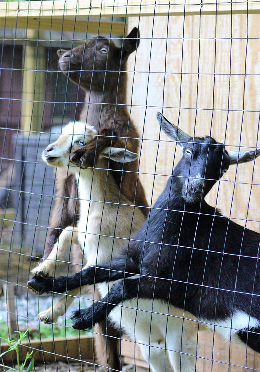 Goats standing against fence