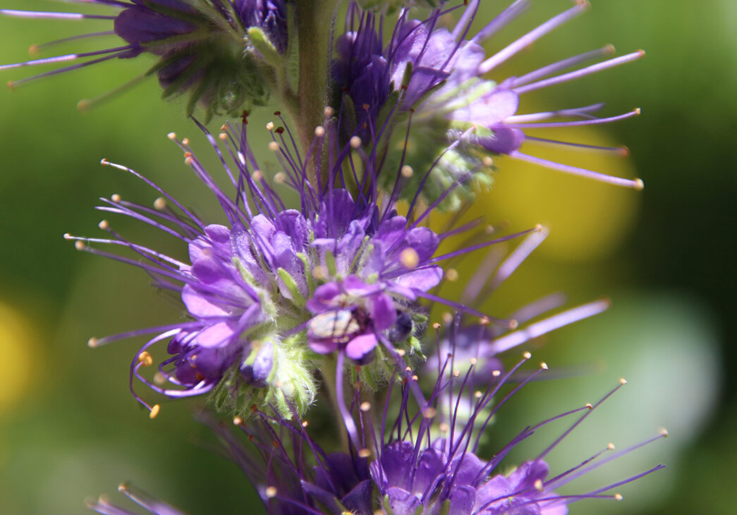 Closeup of purple flower