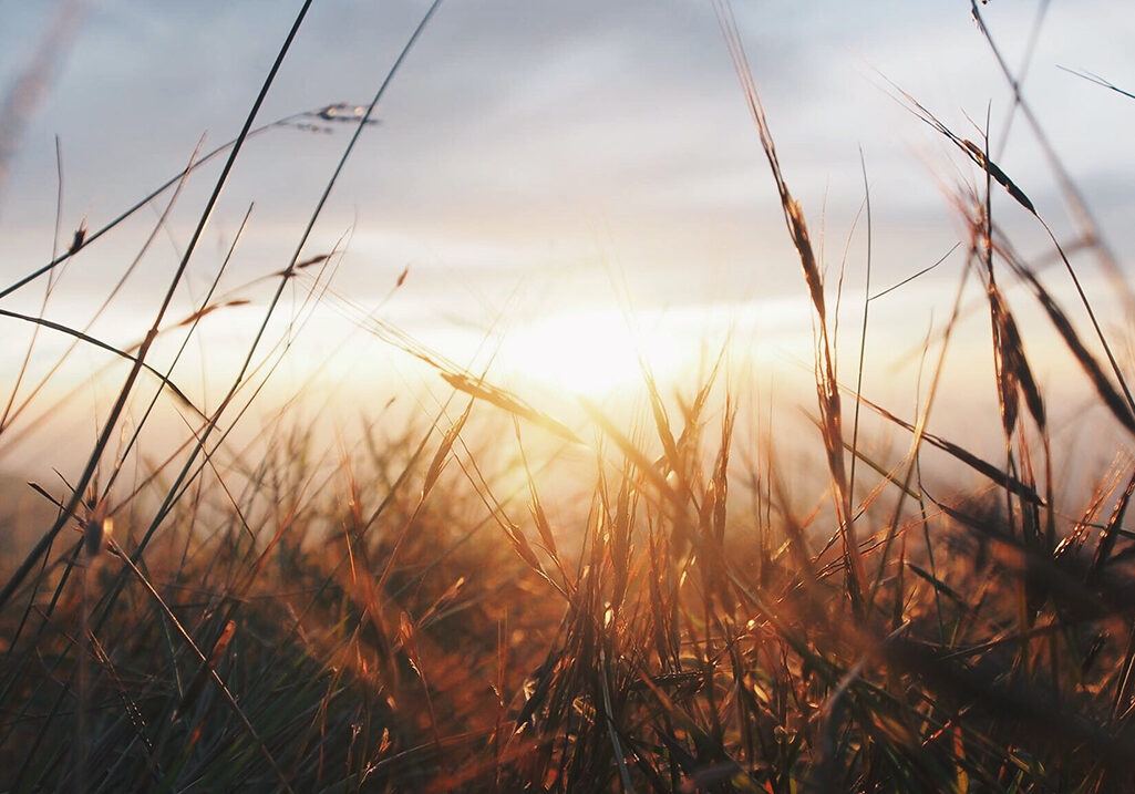 Sunset in golden field