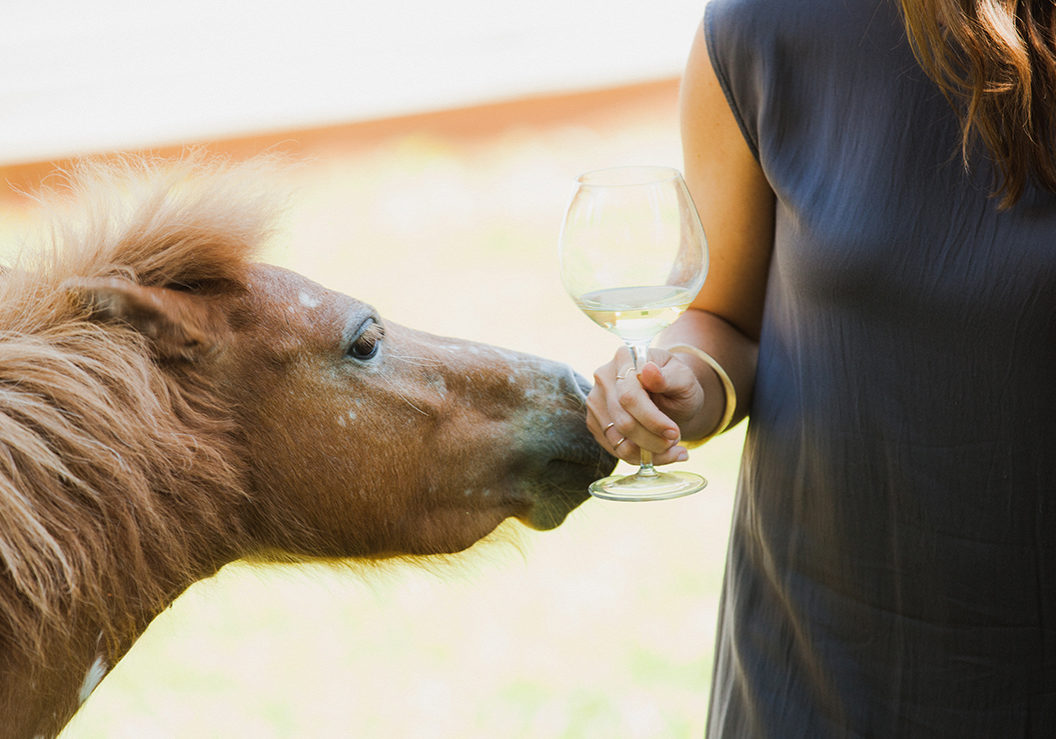 Mini-horse touching woman's hand with wine glass